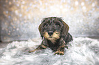 lying wirehaired Dachshunds Puppy