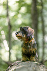 female wirehaired Dachshund