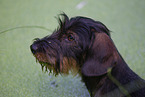 wirehaired Dachshund