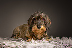 adult wirehaired Dachshund