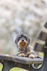 wirehaired Dachshund