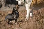 wirehaired Dachshund