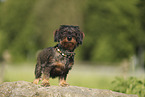 wirehaired Dachshund