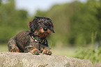 wirehaired Dachshund