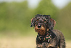 wirehaired Dachshund