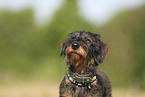 wirehaired Dachshund