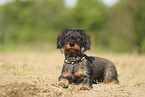 wirehaired Dachshund