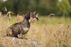 wirehaired Dachshund