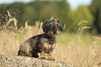 wirehaired Dachshund