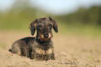 wirehaired Dachshund