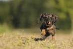 wirehaired Dachshund