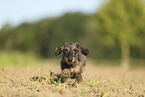 wirehaired Dachshund