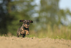 wirehaired Dachshund