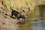 wirehaired Dachshund