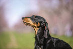 wirehaired Dachshund