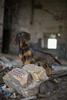 wirehaired Dachshund