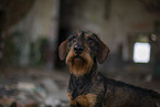 wirehaired Dachshund