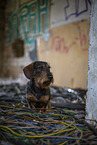 wirehaired Dachshund