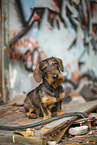 wirehaired Dachshund