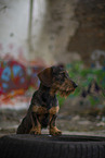 wirehaired Dachshund