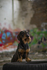 wirehaired Dachshund