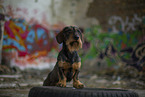 wirehaired Dachshund