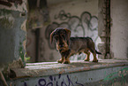 wirehaired Dachshund