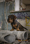 wirehaired Dachshund