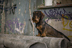 wirehaired Dachshund