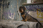 wirehaired Dachshund