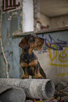 wirehaired Dachshund