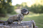 wirehaired Dachshund