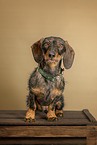 wirehaired Dachshund