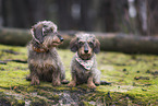 wirehaired Dachshund