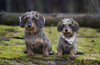 wirehaired Dachshund