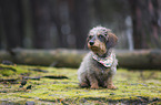 wirehaired Dachshund