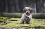 wirehaired Dachshund