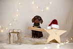 wirehaired Dachshund in christmas decoration