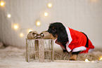 wirehaired Dachshund in christmas decoration