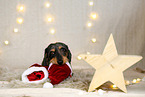 wirehaired Dachshund in christmas decoration