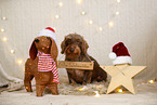 wirehaired Dachshund in christmas decoration