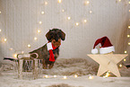 wirehaired Dachshund in christmas decoration