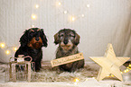 wirehaired Dachshund in christmas decoration