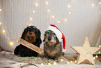 wirehaired Dachshund in christmas decoration