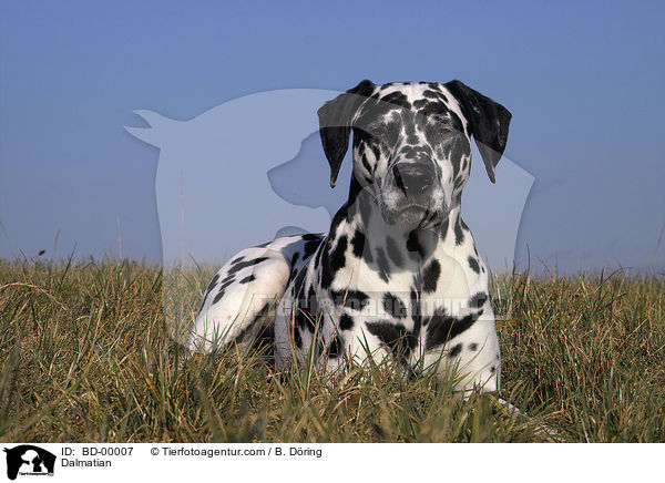 liegender Dalmatiner / Dalmatian / BD-00007