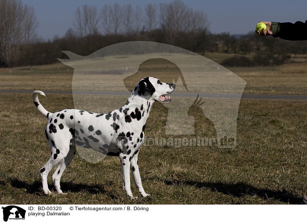 spielender Dalmatiner / playing Dalmatian / BD-00320