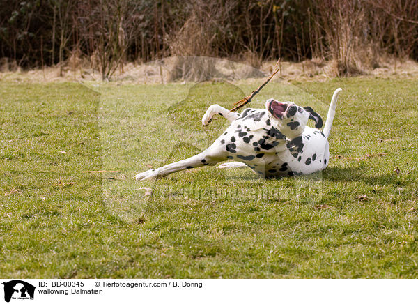 Dalmatiner beim wlzen / wallowing Dalmatian / BD-00345