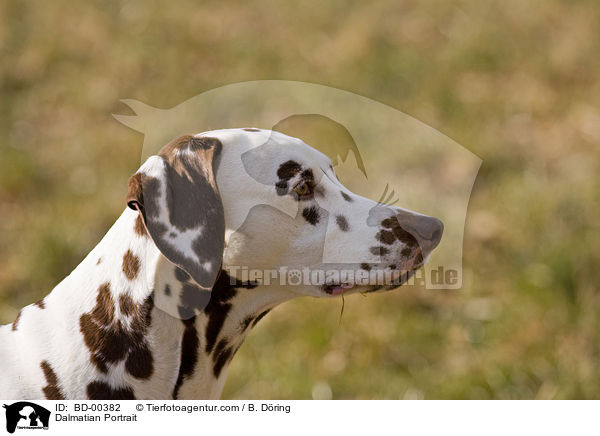 Dalmatiner Portrait / Dalmatian Portrait / BD-00382