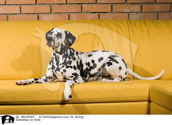 Dalmatiner liegt auf Sofa / Dalmatian on Sofa / BD-00467