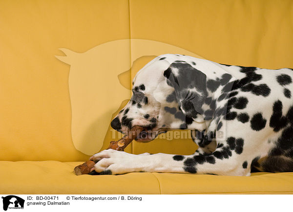 Dalmatiner knabbert an Stckchen / gnawing Dalmatian / BD-00471